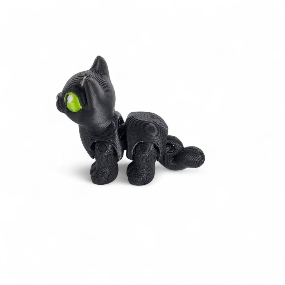 American Shorthair Cat | Salem