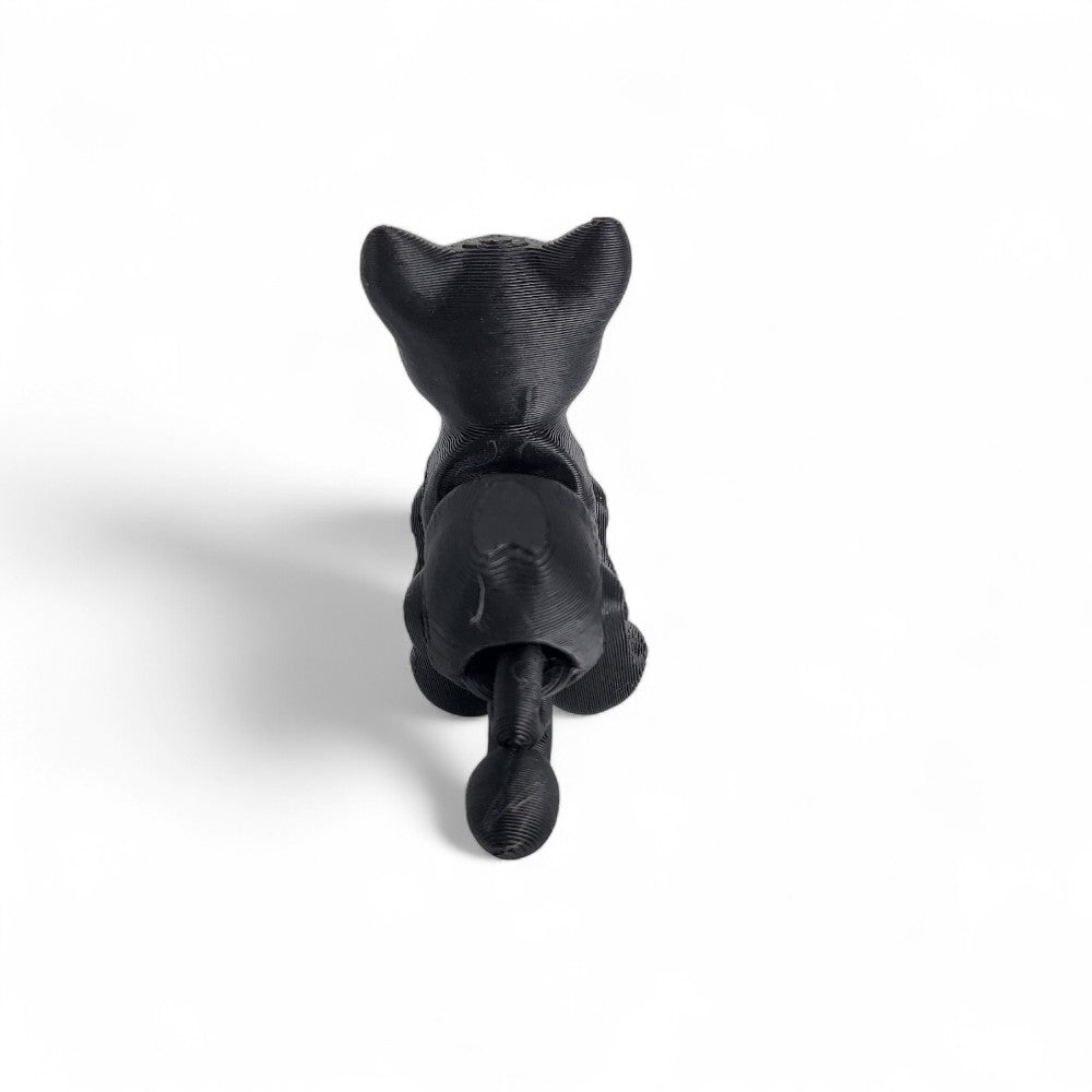 American Shorthair Cat | Salem