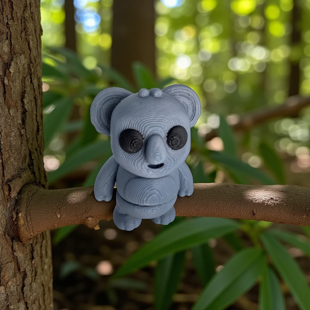 Koala | Kirra